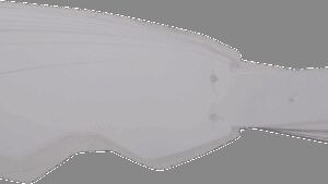 MOOSE OFFROAD Tear-Offs - Scott - Prospect - 50 Pack